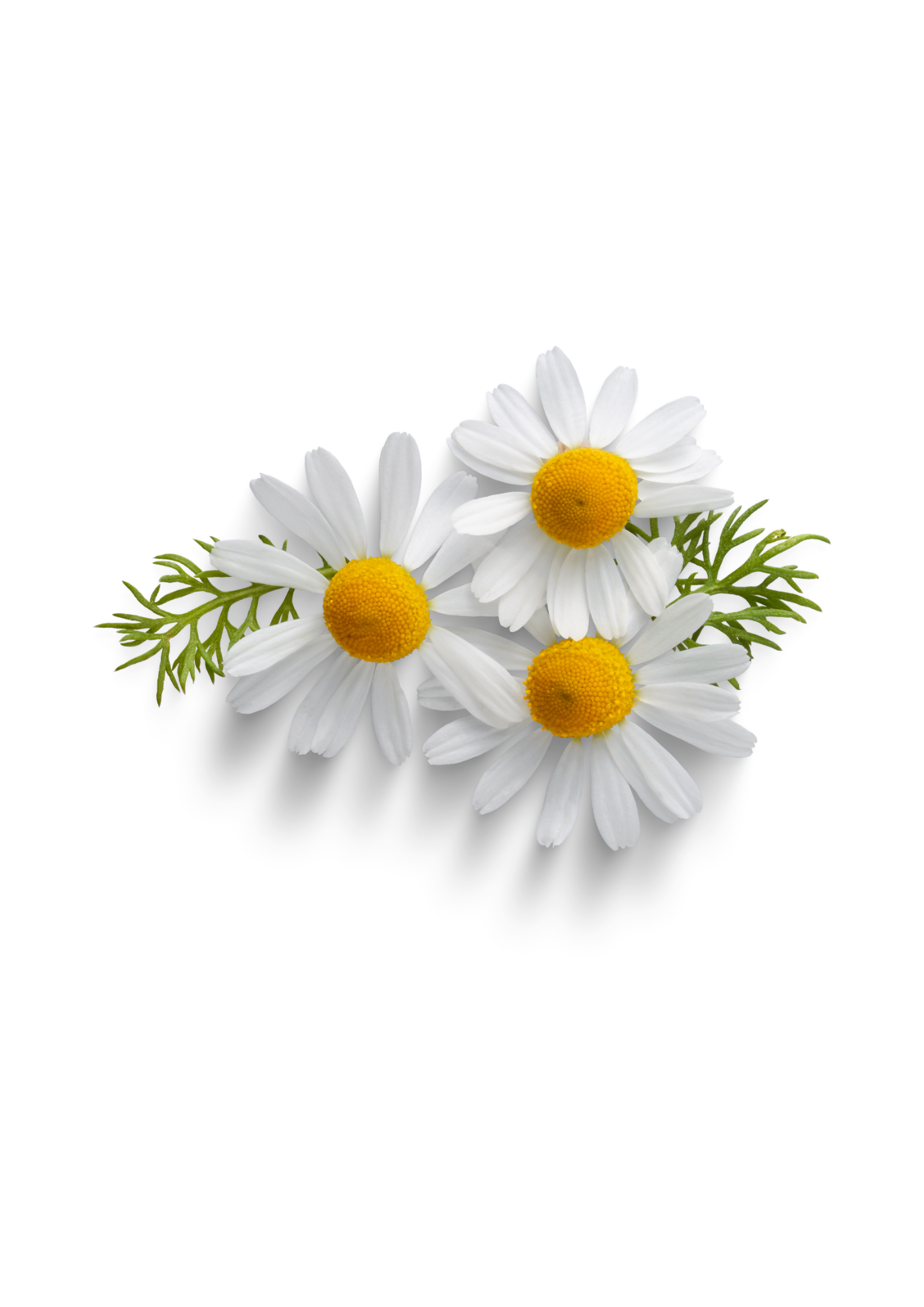 Chamomile