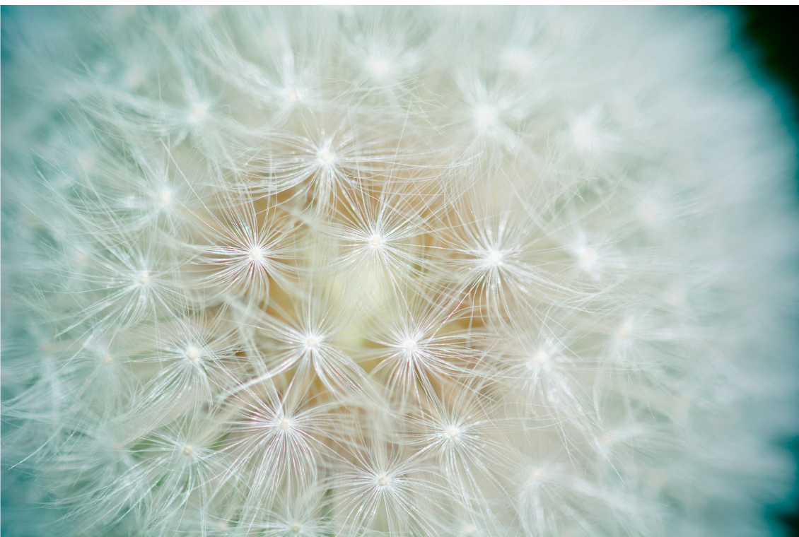 Dandelion