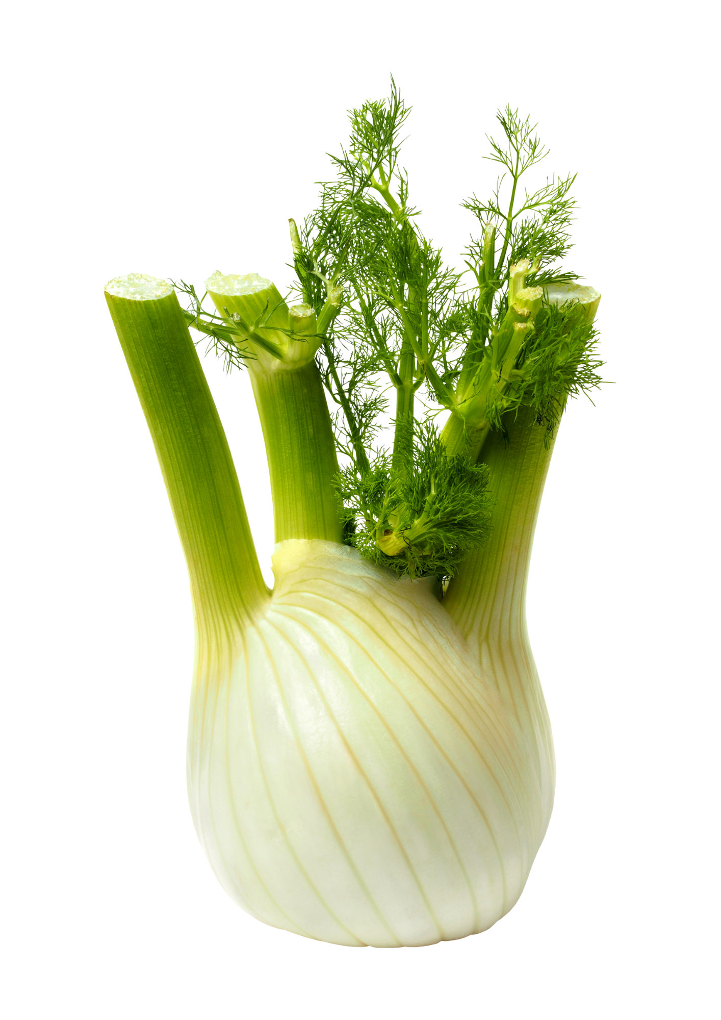 Fennel